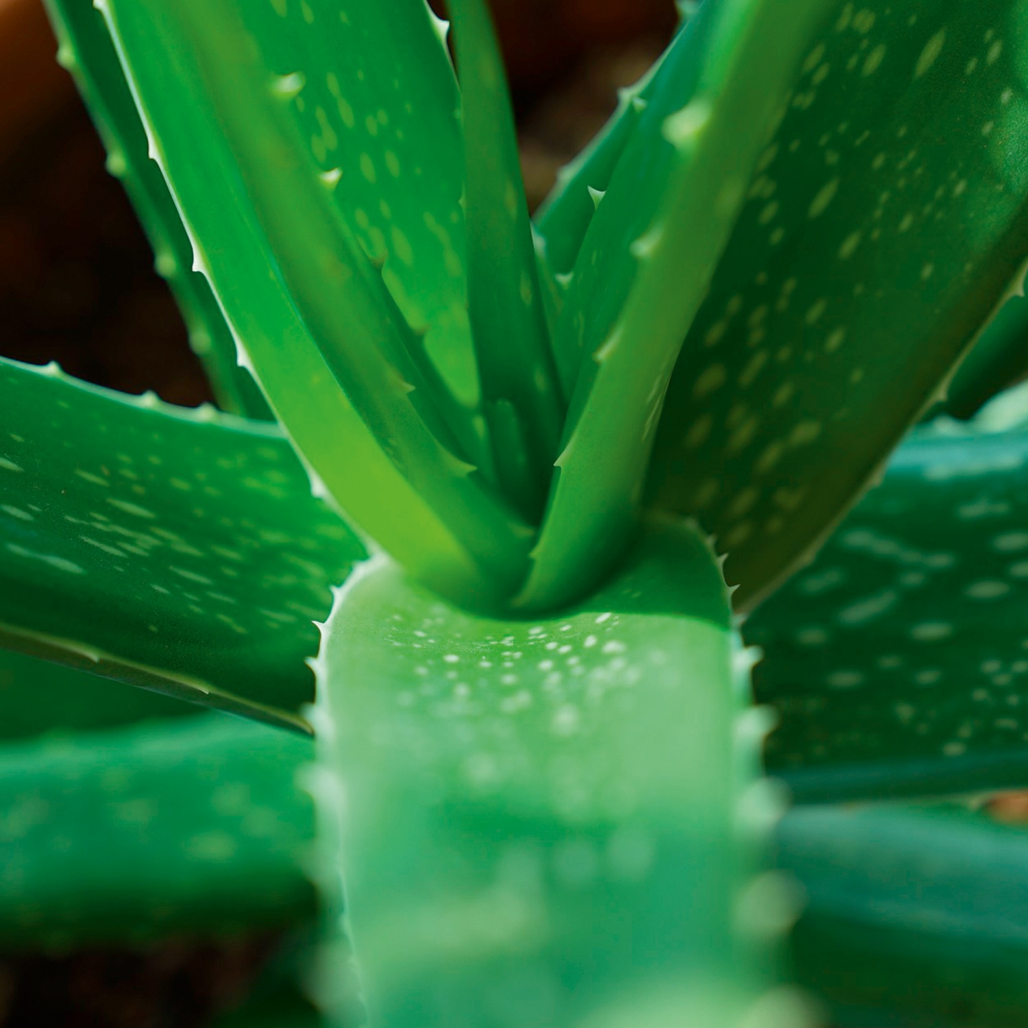 Aloe Vera/Euphorbia