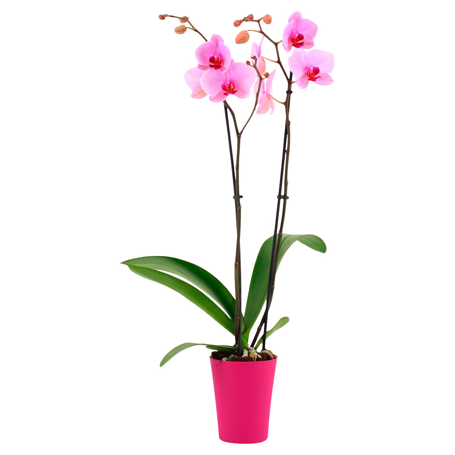 GARDENLINE Orchidee im Trendtopf