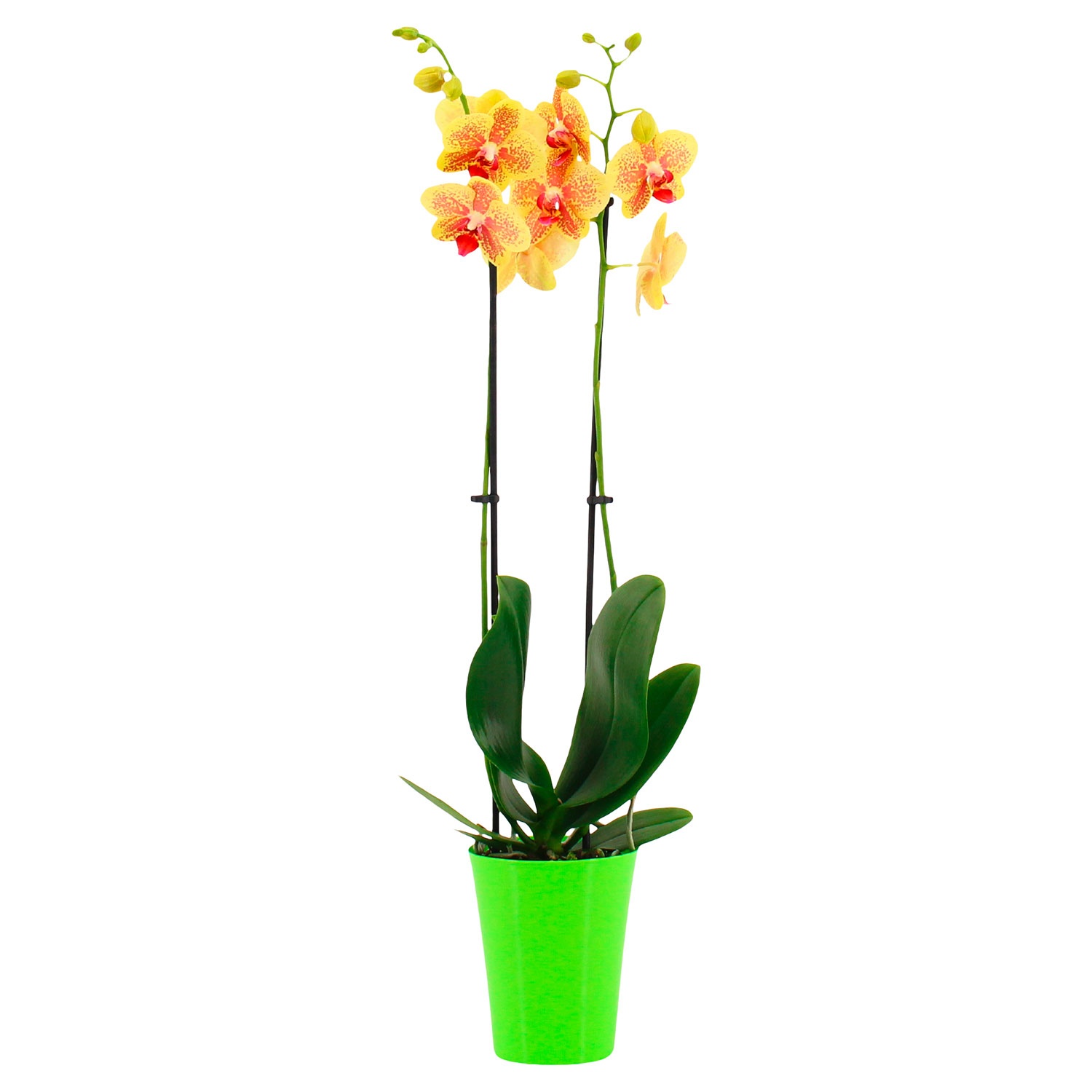 GARDENLINE Orchidee im Trendtopf