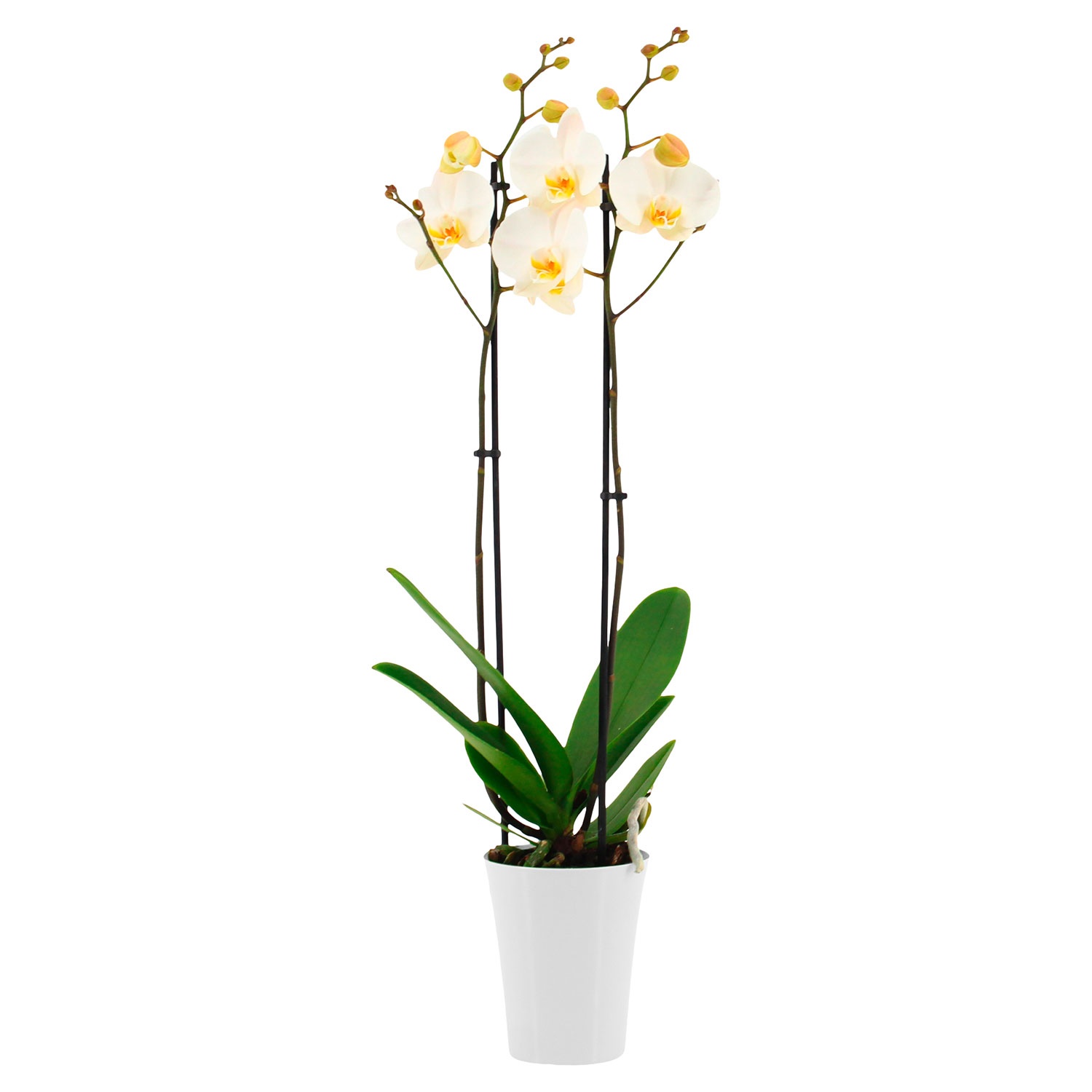 GARDENLINE Orchidee im Trendtopf | ALDI SÜD
