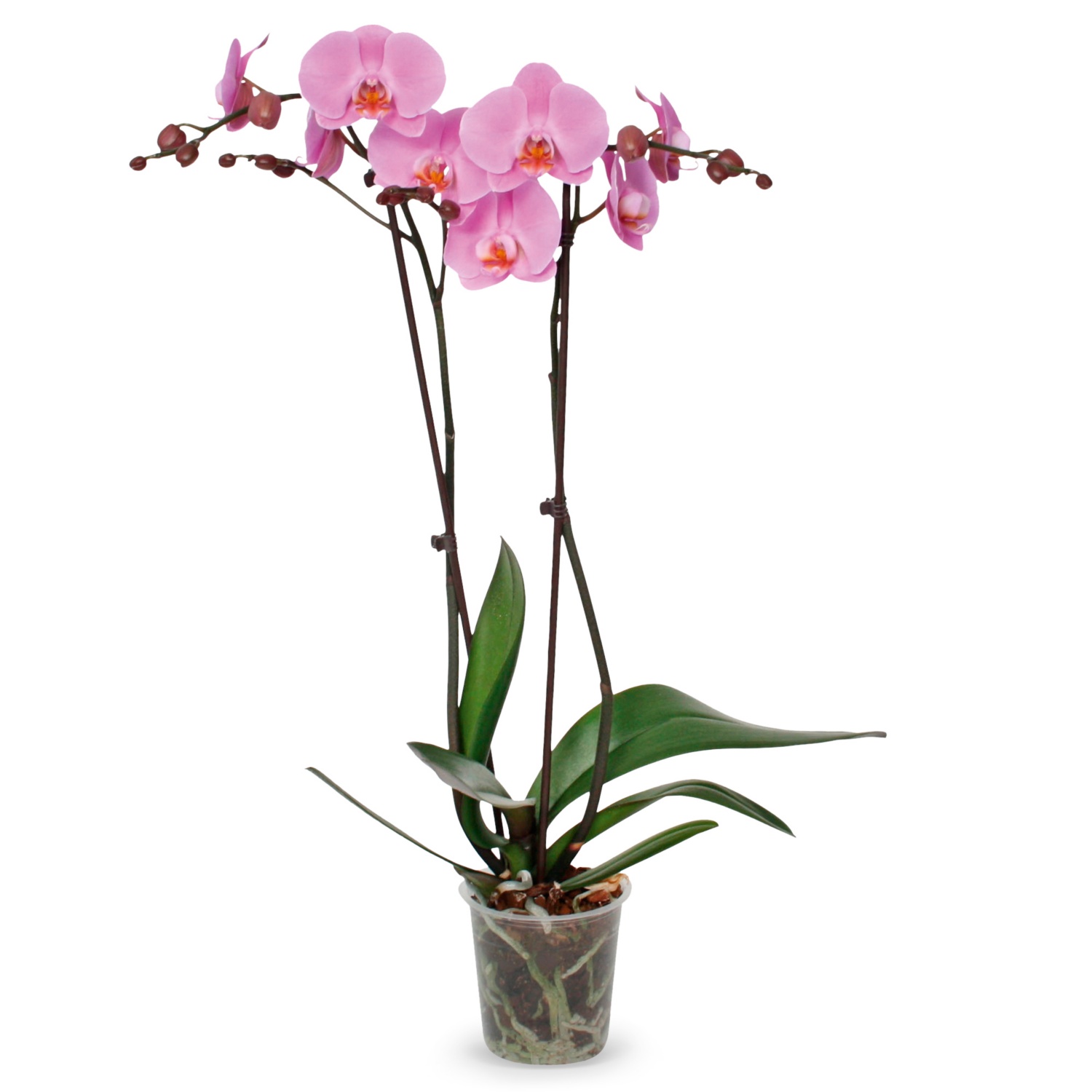 Orchideenvielfalt