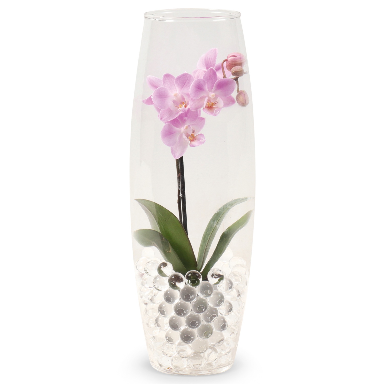 Vaso di Orchidea 75cm - Baldini Store