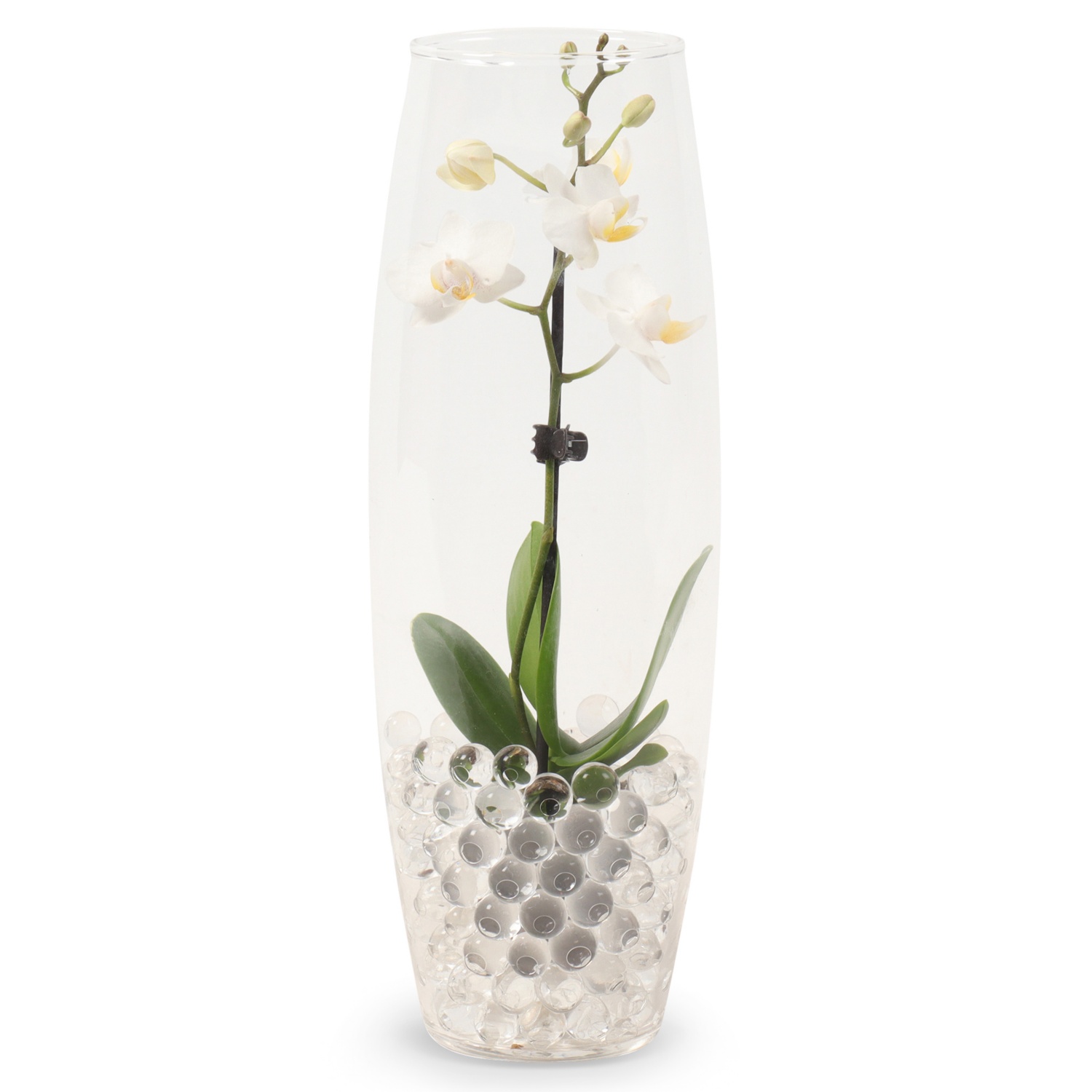 Mini orchidea in vaso di vetro