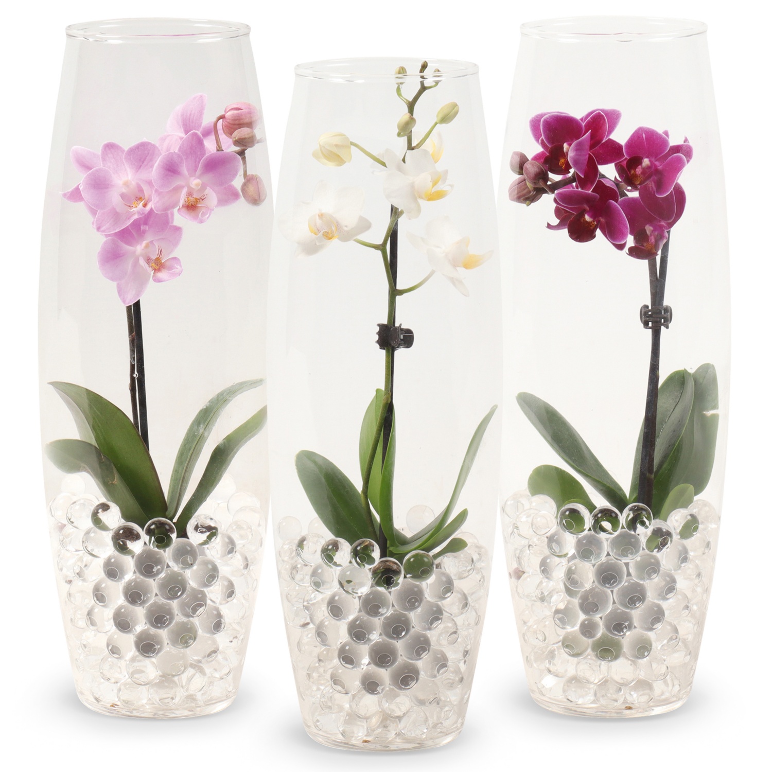 Orchidea in pianta vaso di vetro lavorato