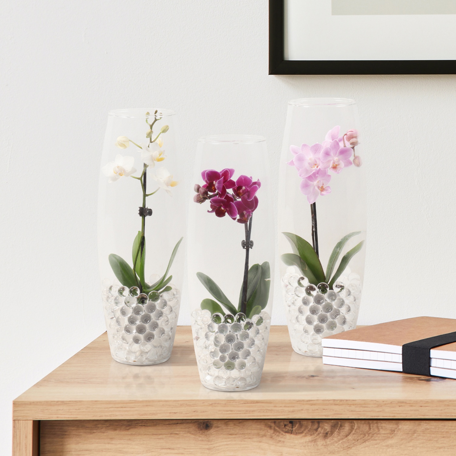Mini orchidea in vaso di vetro