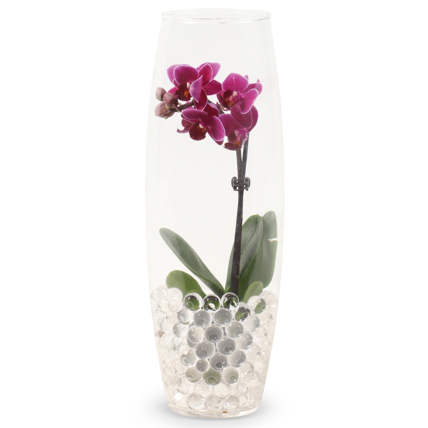 Mini-Orchidee im Glas