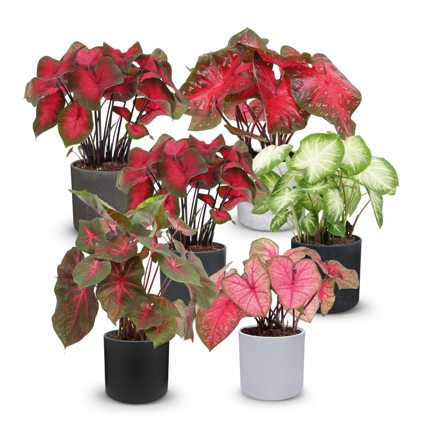Caladium