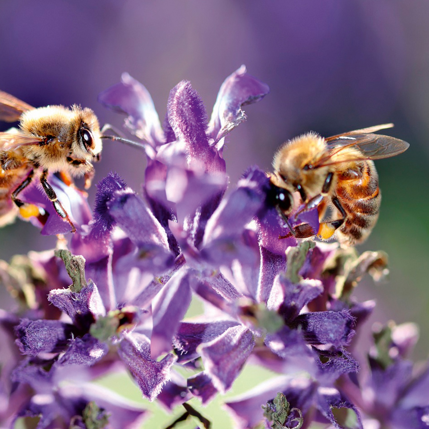 Bienen- und schmetterlingsfreundliche Blumenzwiebeln