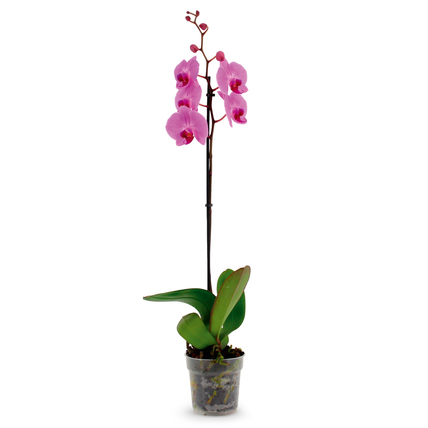 Orchidee