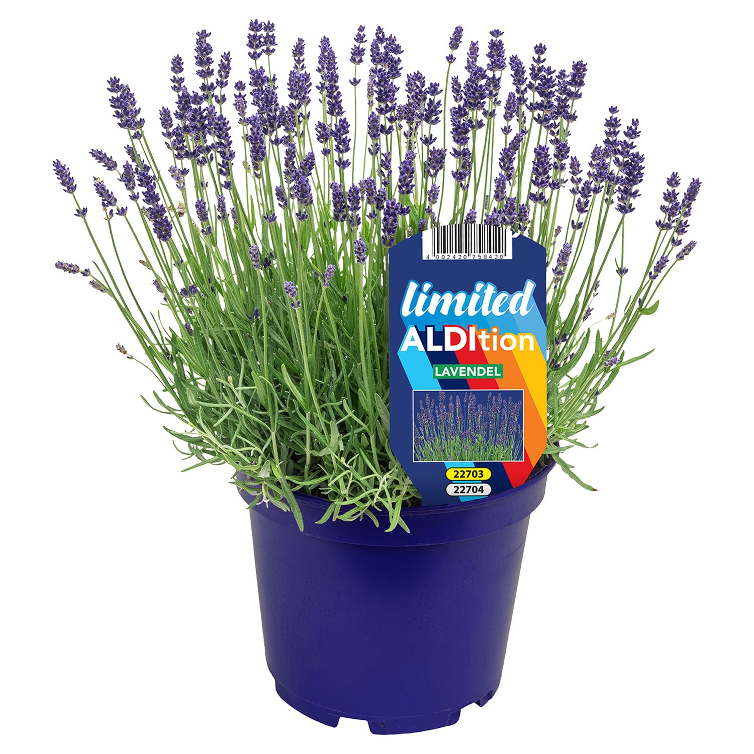 Lavendel angustifolia