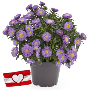Herbstaster