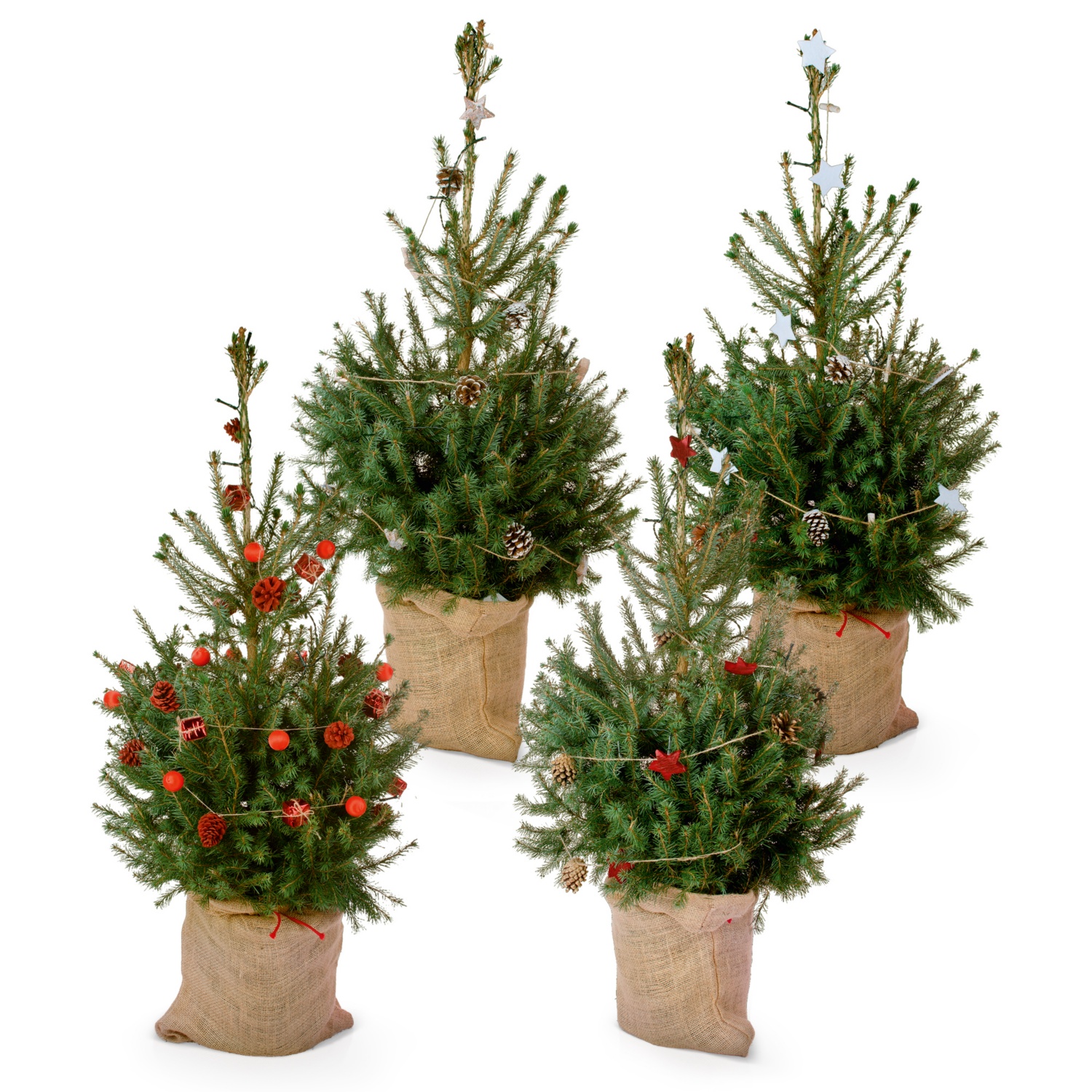 Geschmückter Weihnachtsbaum ALDI SUISSE