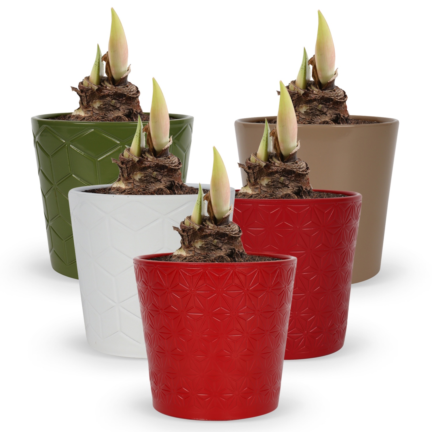 Amaryllis im Übertopf ALDI SUISSE