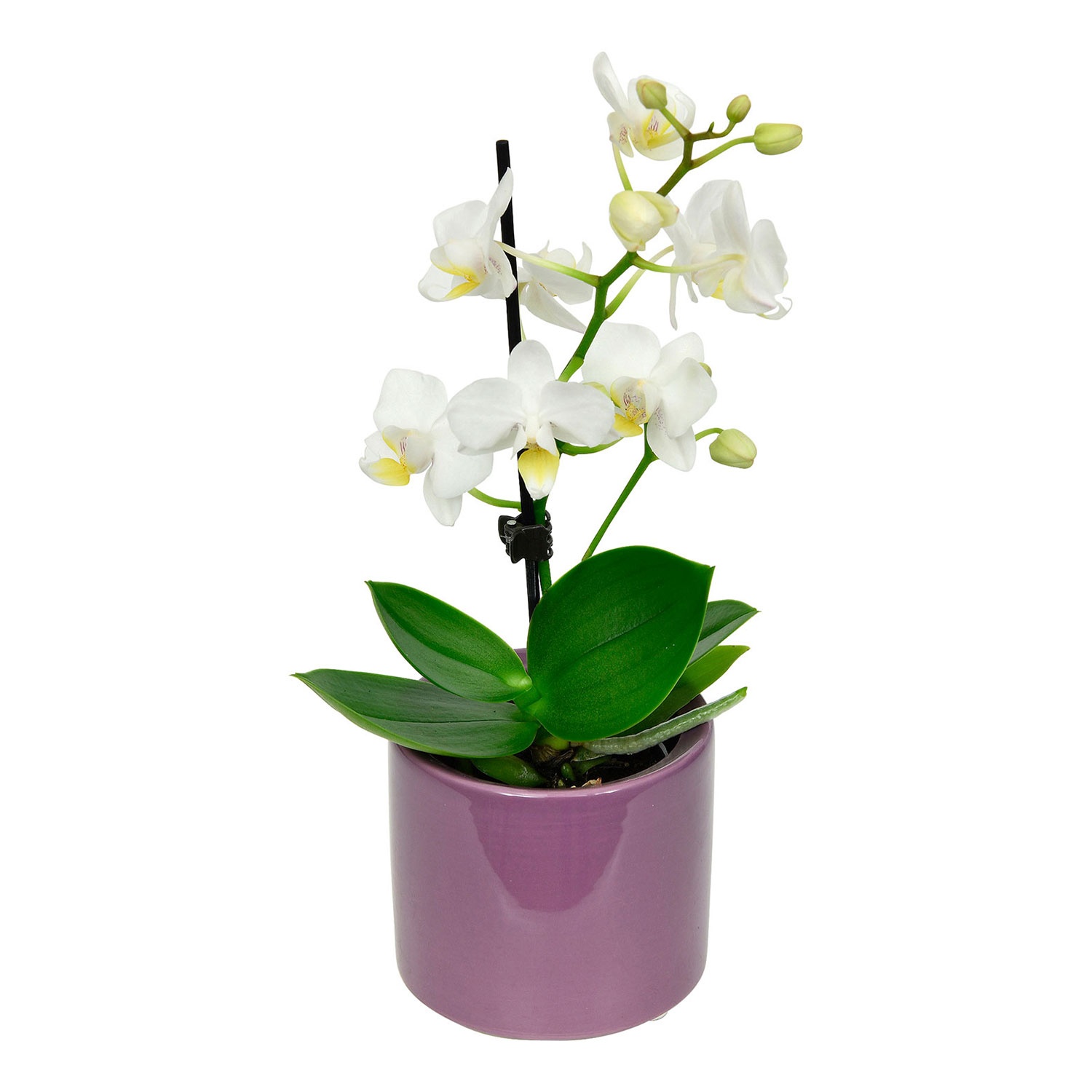 GARDENLINE® Mini-Orchidee