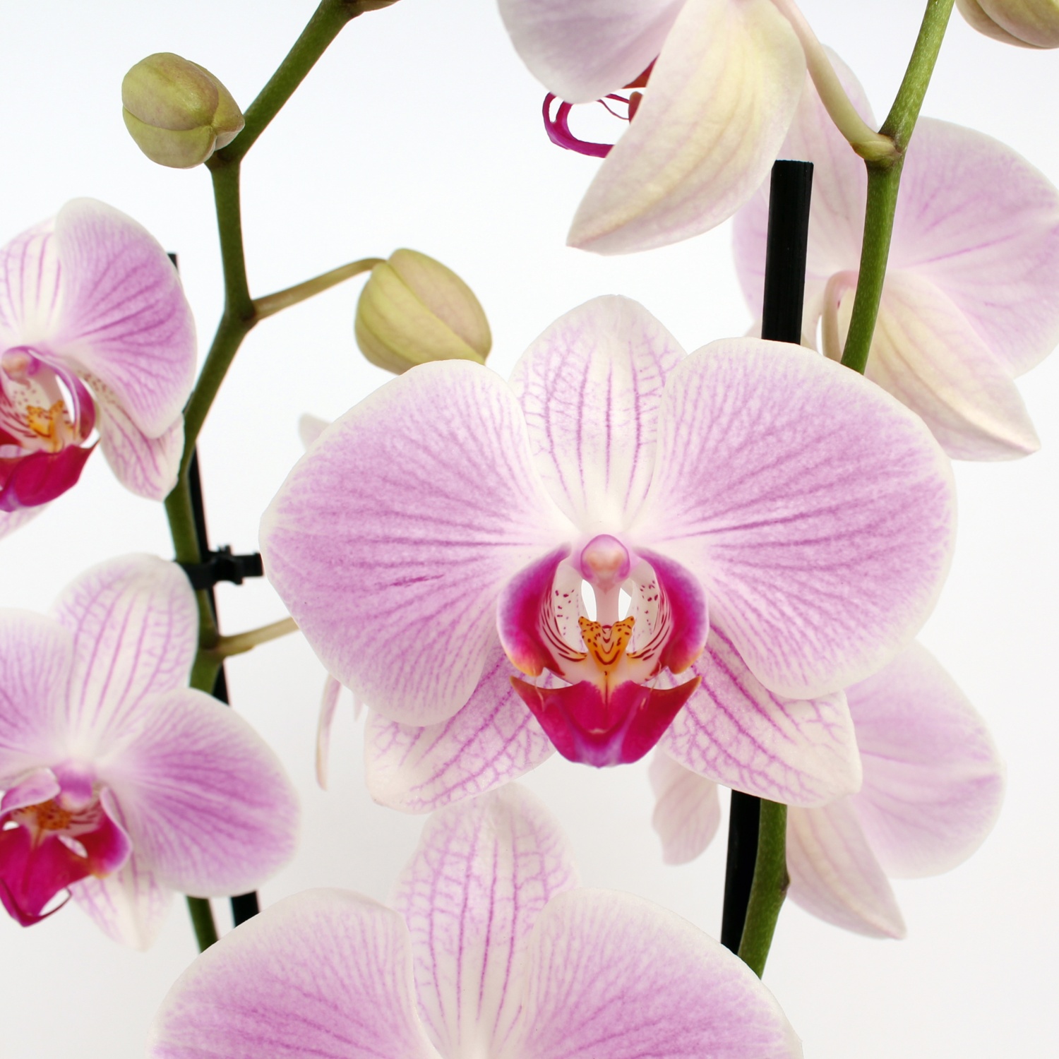 Orchidee im Glastopf