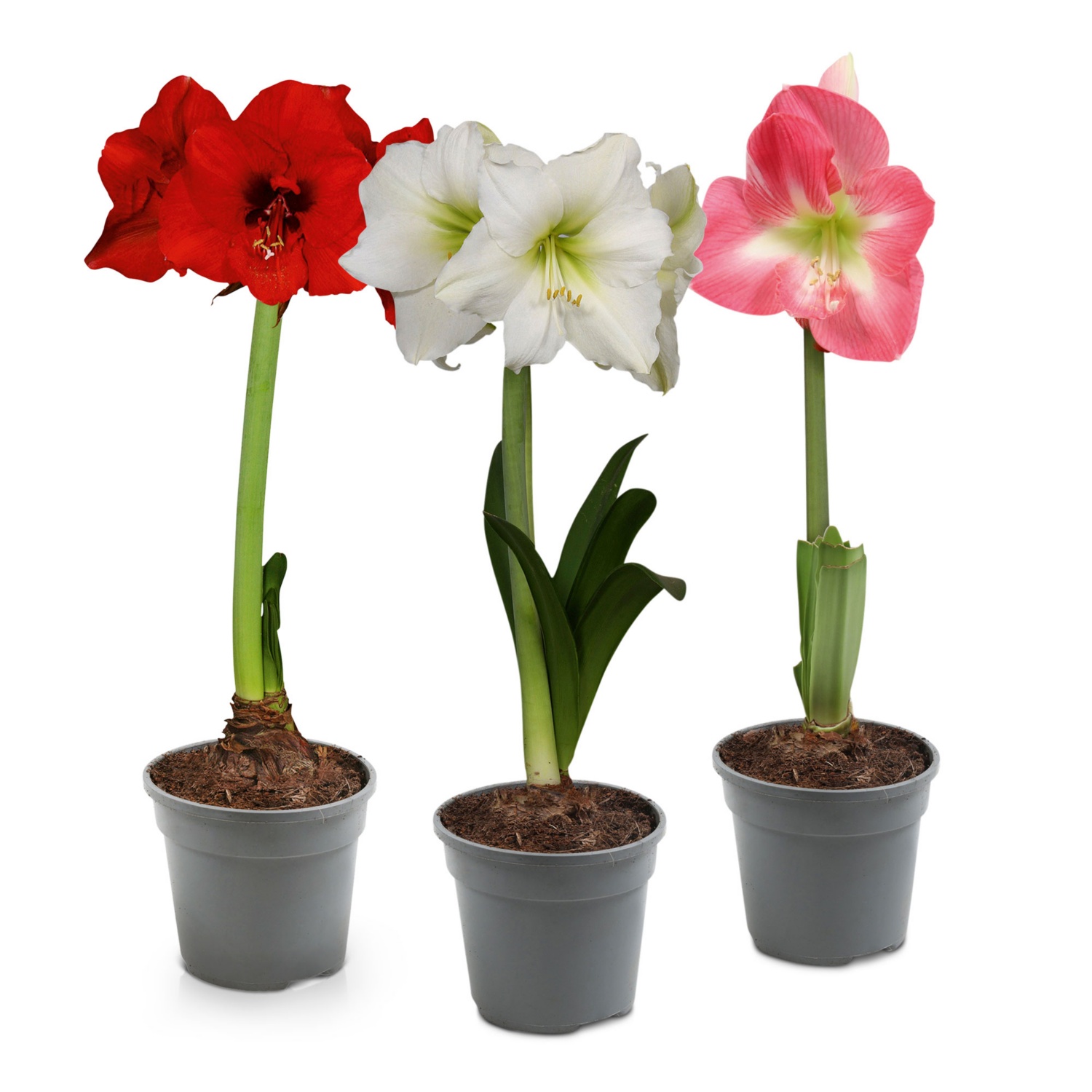 Amaryllis