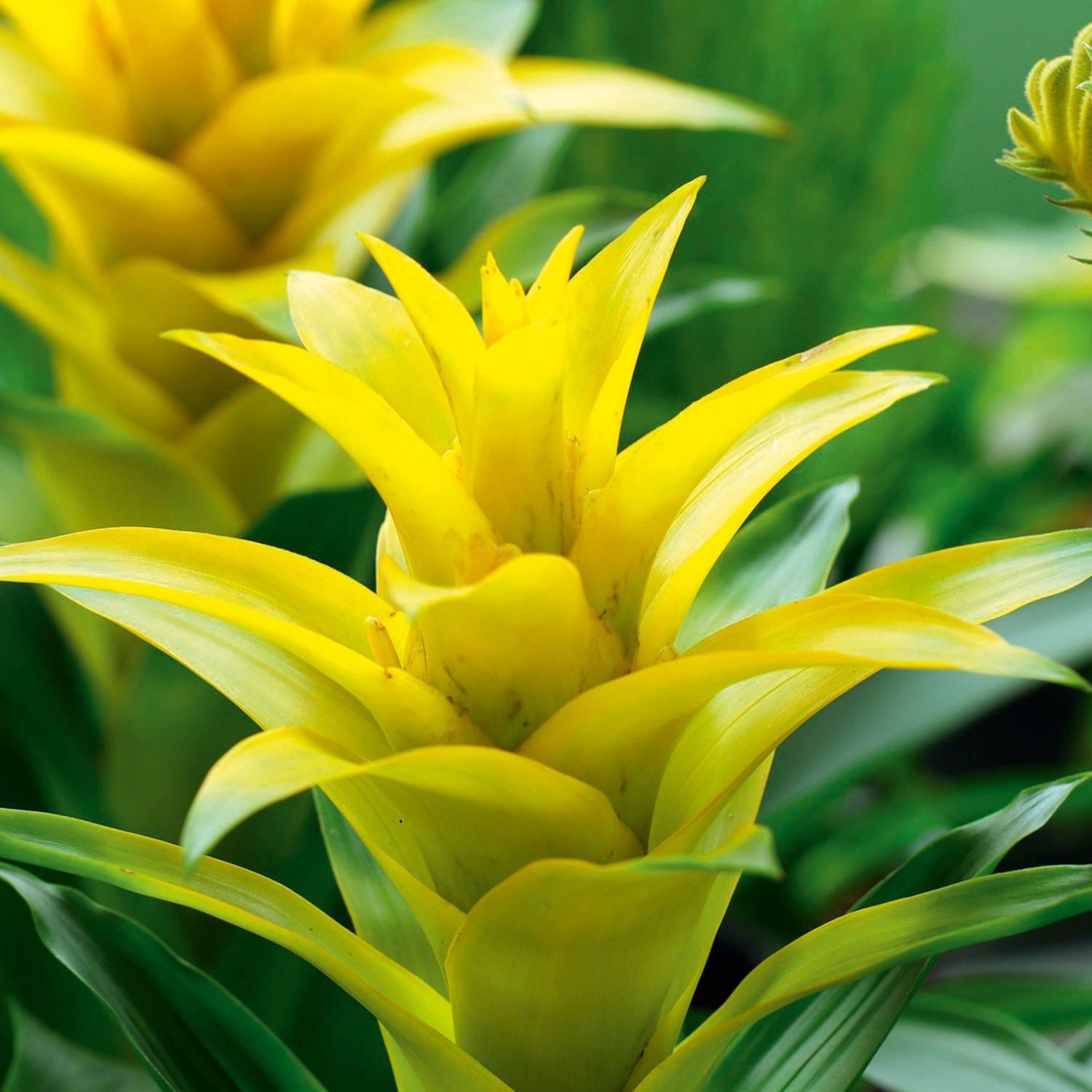 GARDENLINE Exotisches PflanzenSortiment, Gardenia HOFER