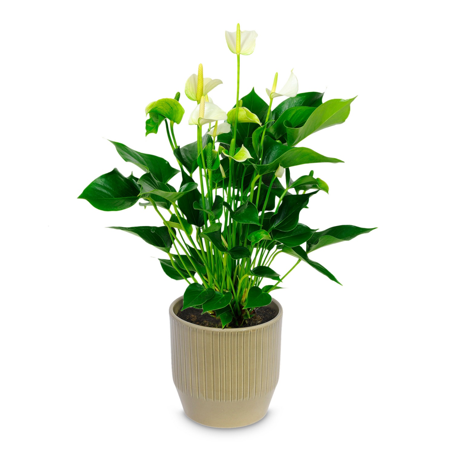 GARDENLINE Exotisches Pflanzen-Sortiment, Anthurium | HOFER
