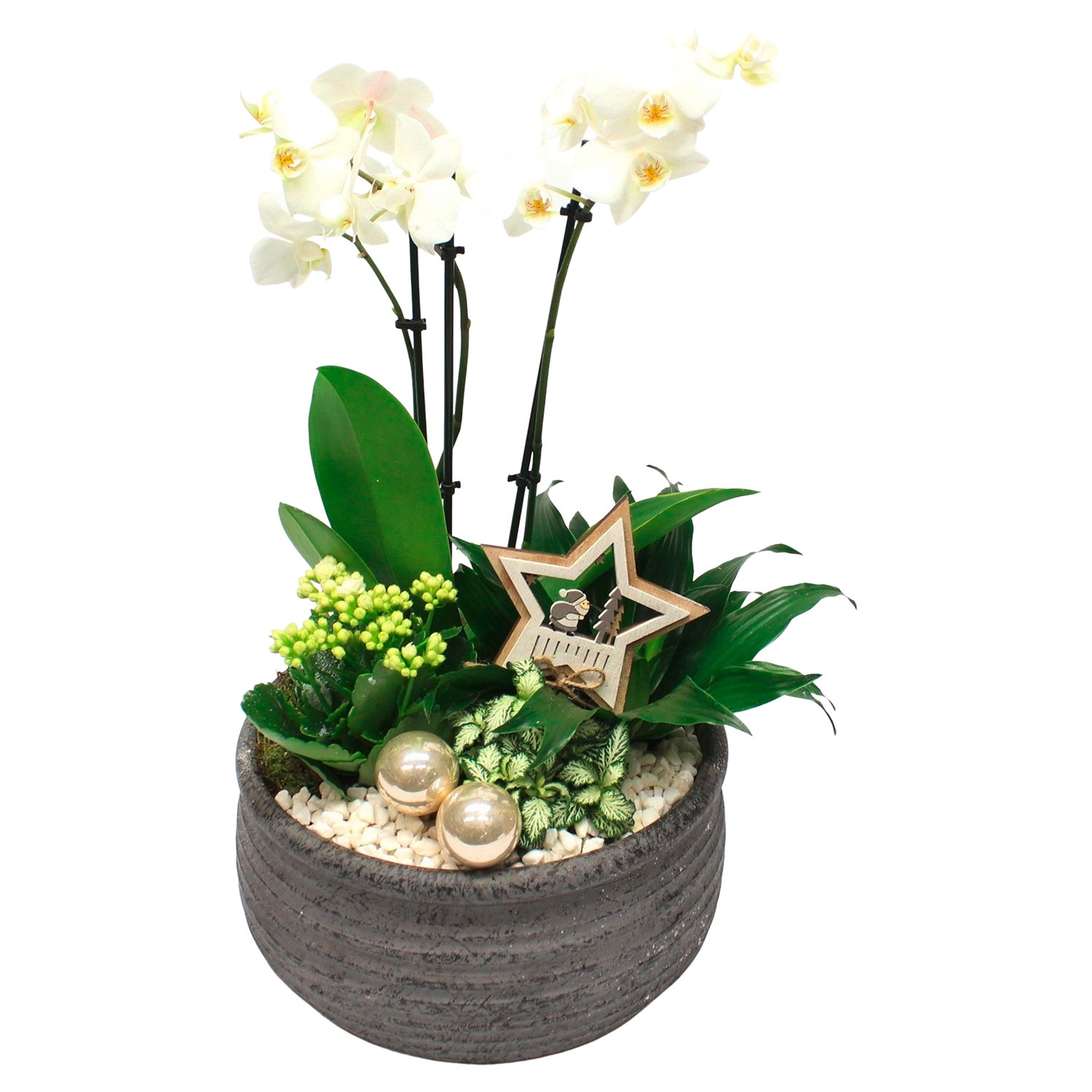 GARDENLINE® Orchidee u. a. im Kübelgefäß