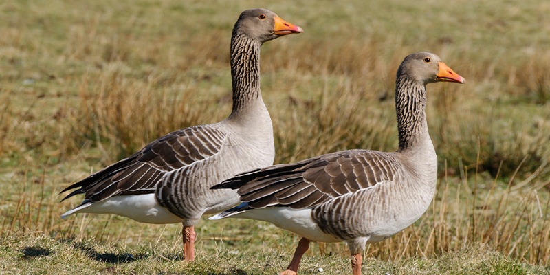 Zwei graune Gänse spazieren auf einer Wiese.