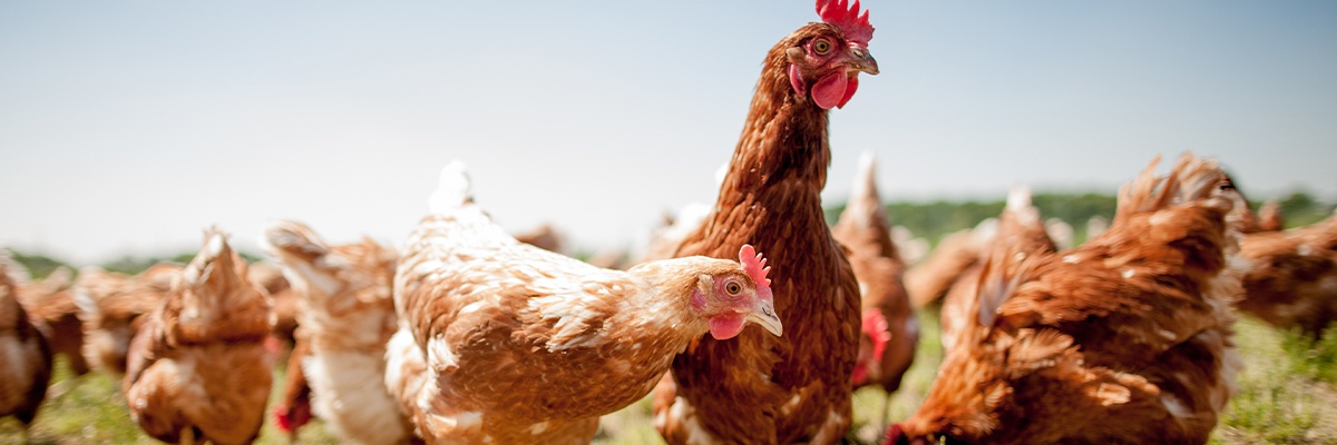 Hühner auf einer Wiese.