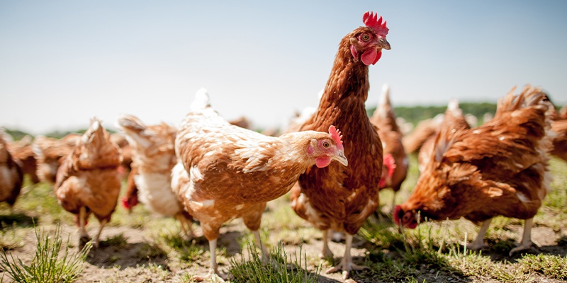 Die Abbildung zeigt mehrere braune freilaufende Hühner auf einer Wiese.