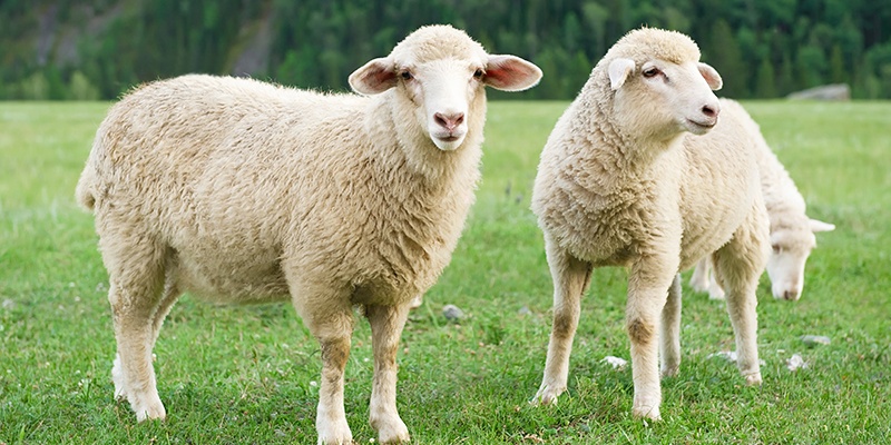 Die Abbildung zeigt drei Schafe auf einer grünen Wiese.