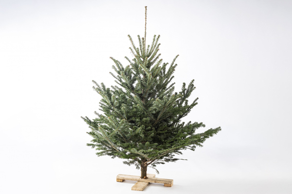 ungeschmückter Christbaum 