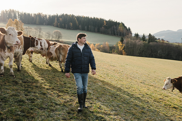 Landwirt geht über eine Weide mit Kühen im Hintergrund
