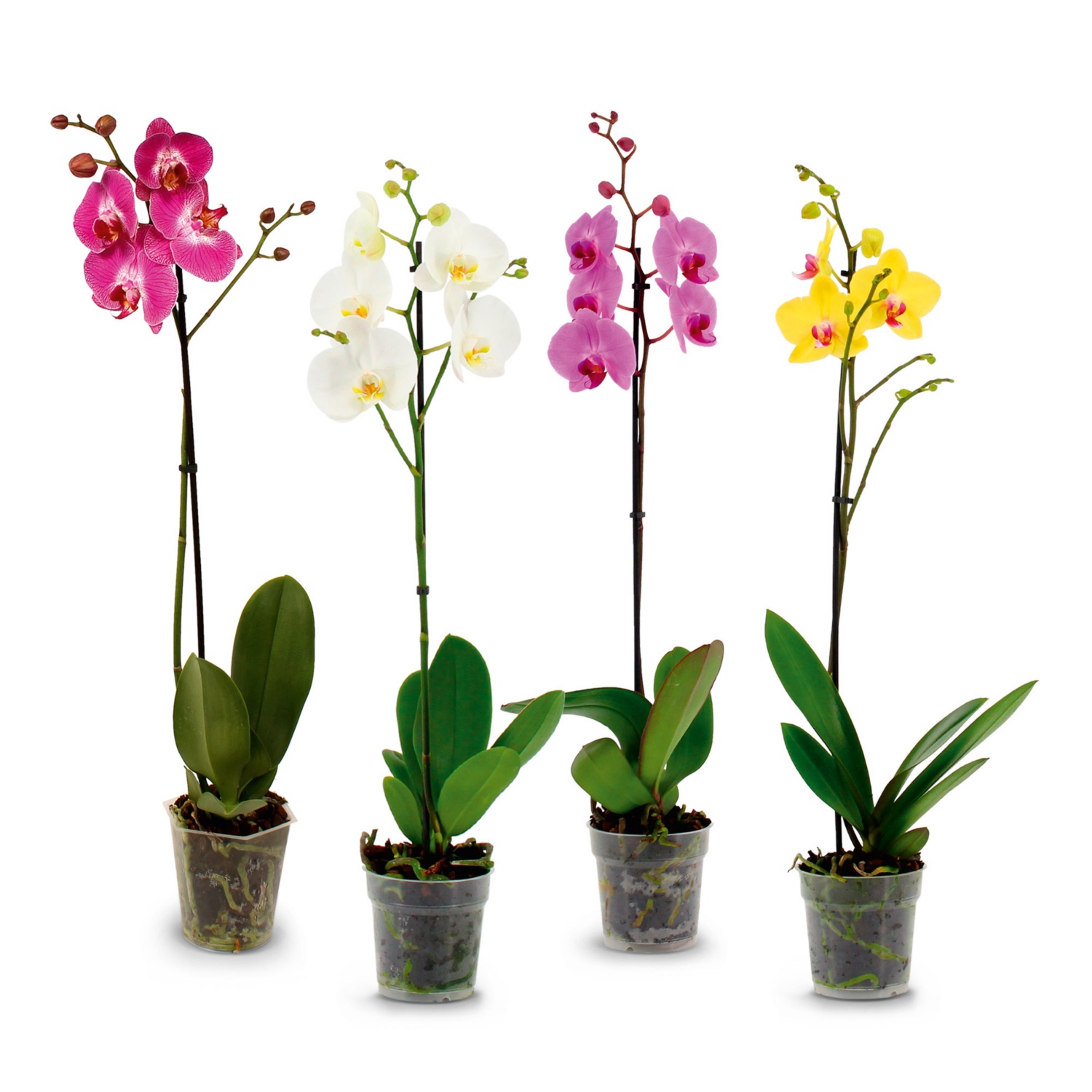 Orchidee