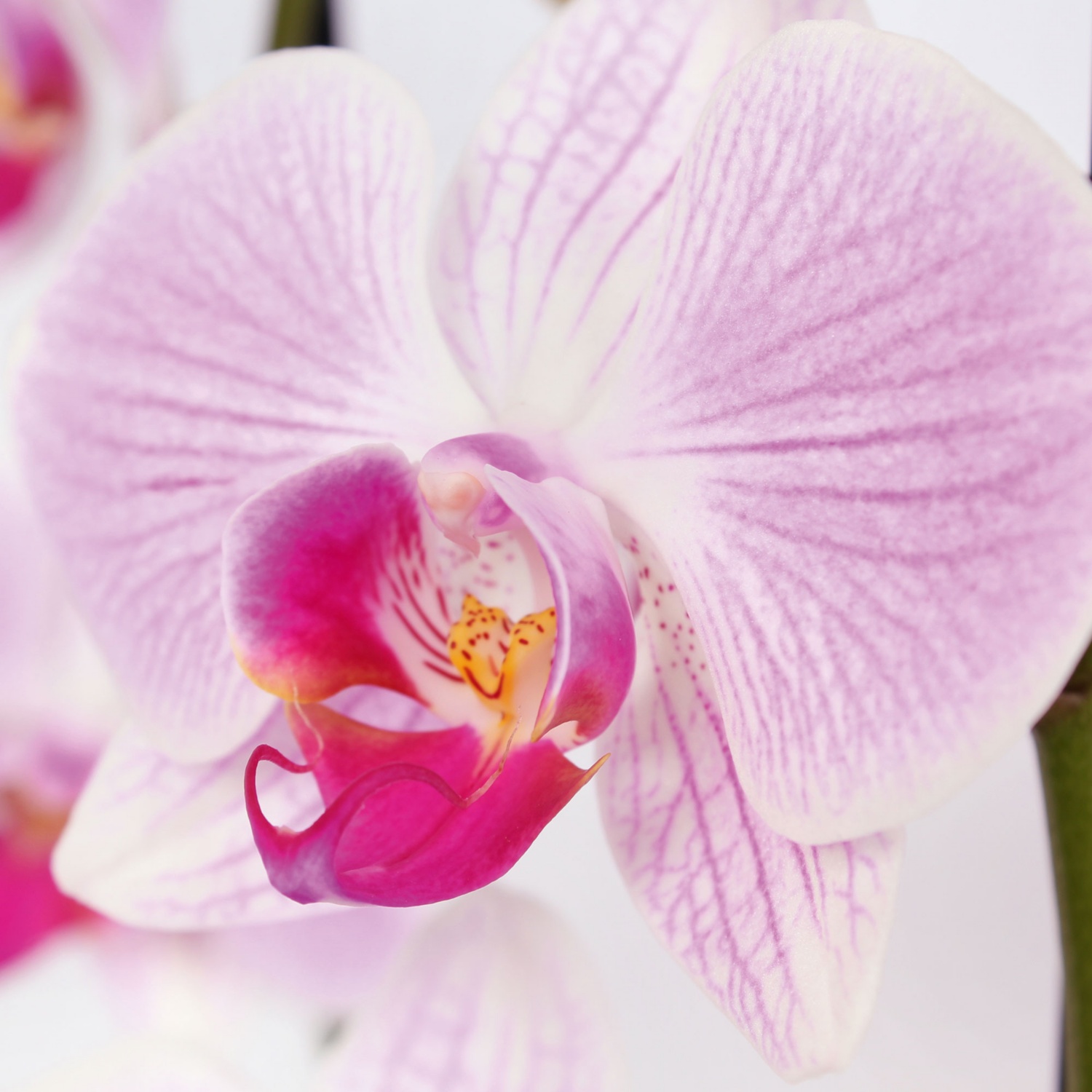 Mini orchidea