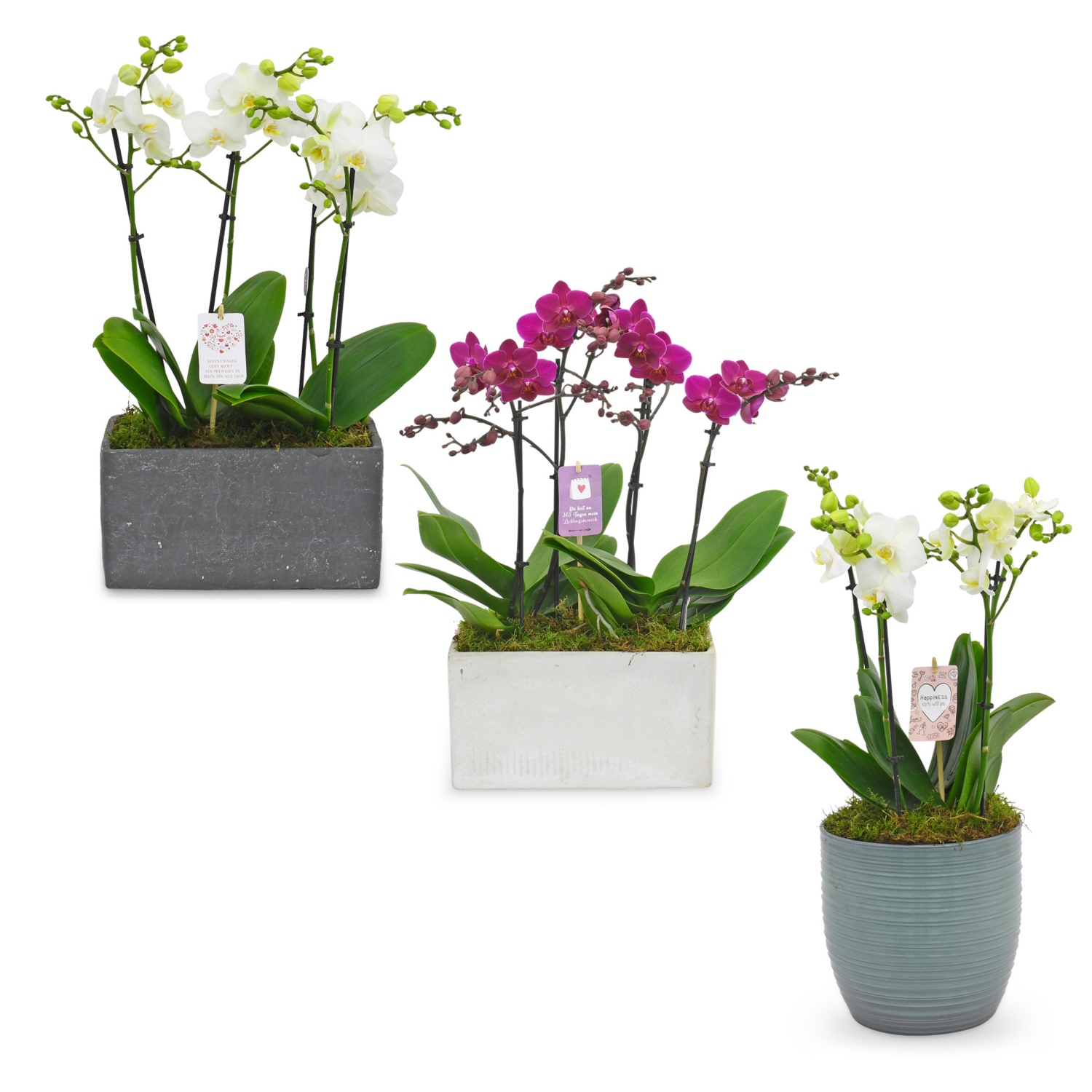 Hochwertiges Orchideenarrangement