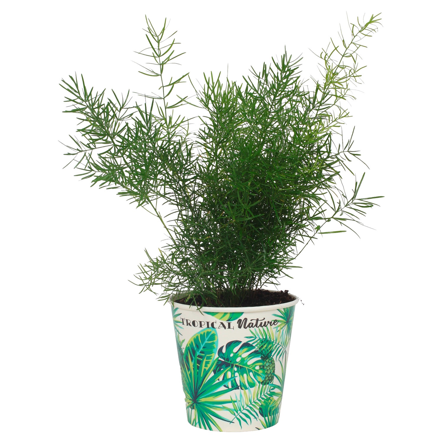 GARDENLINE® Grünpflanze Tropical Nature