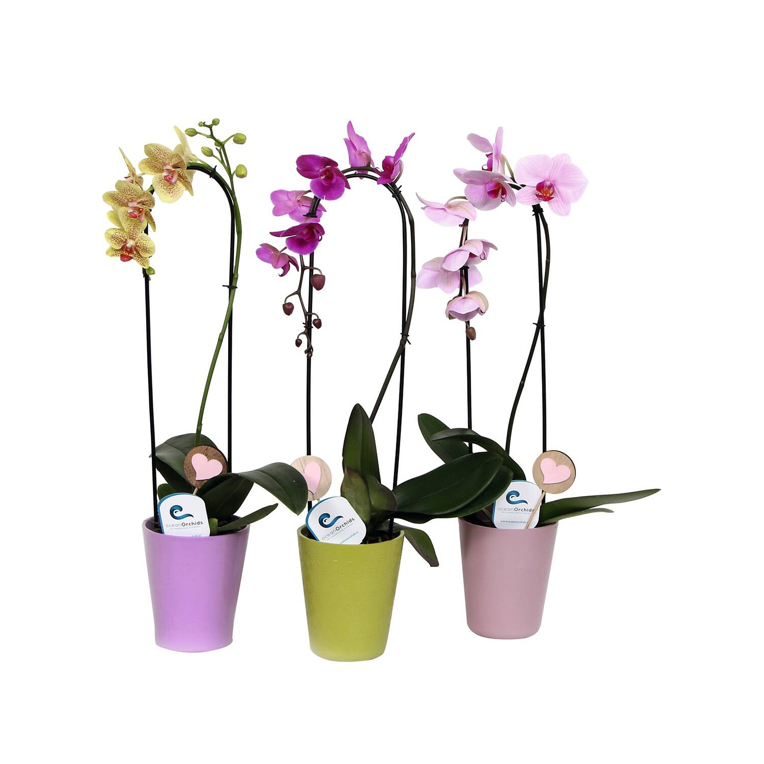 Orchidea esclusiva