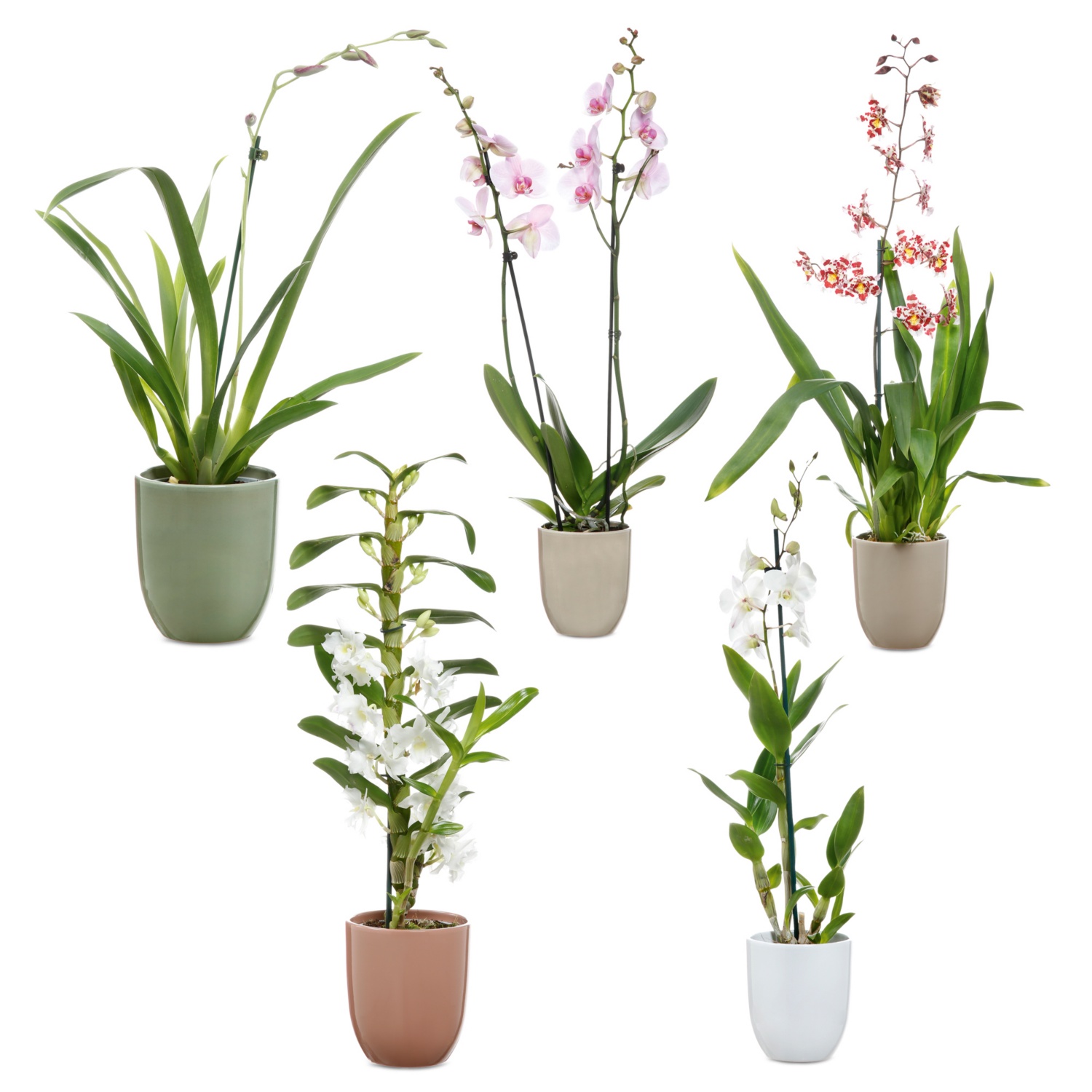 Orchideenvielfalt in Keramik