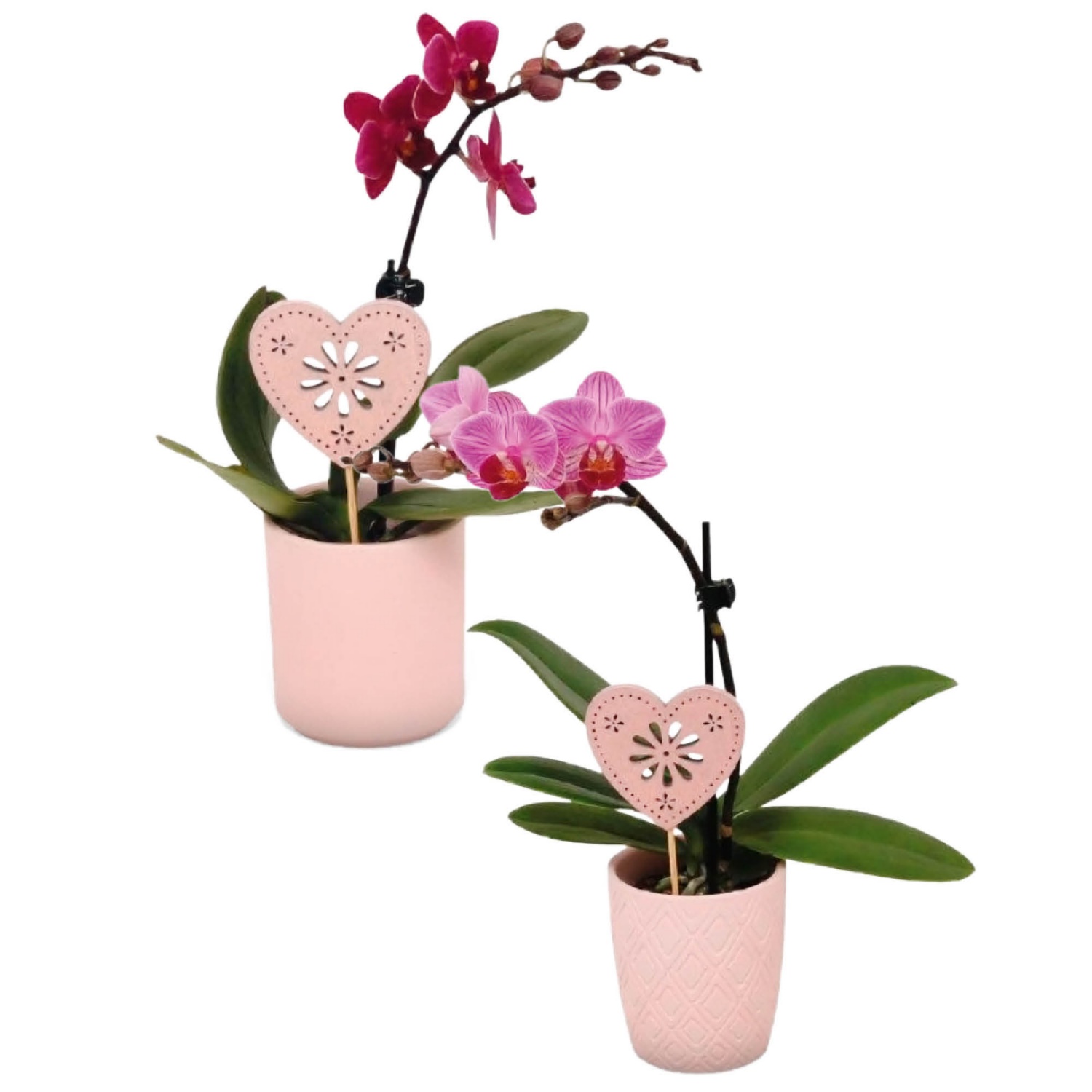 Mini-Orchidee, Farbmix