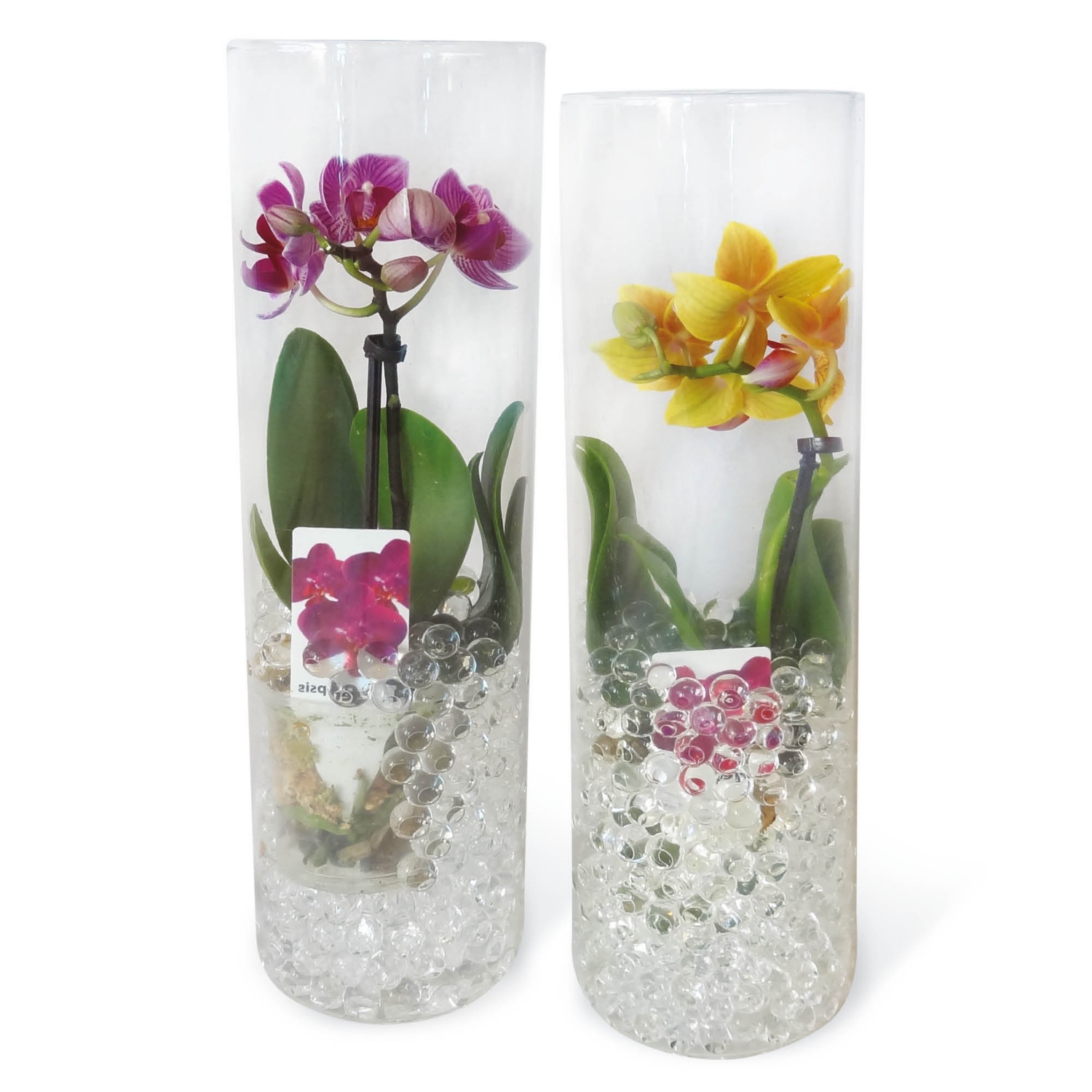 Orchidea üvegben