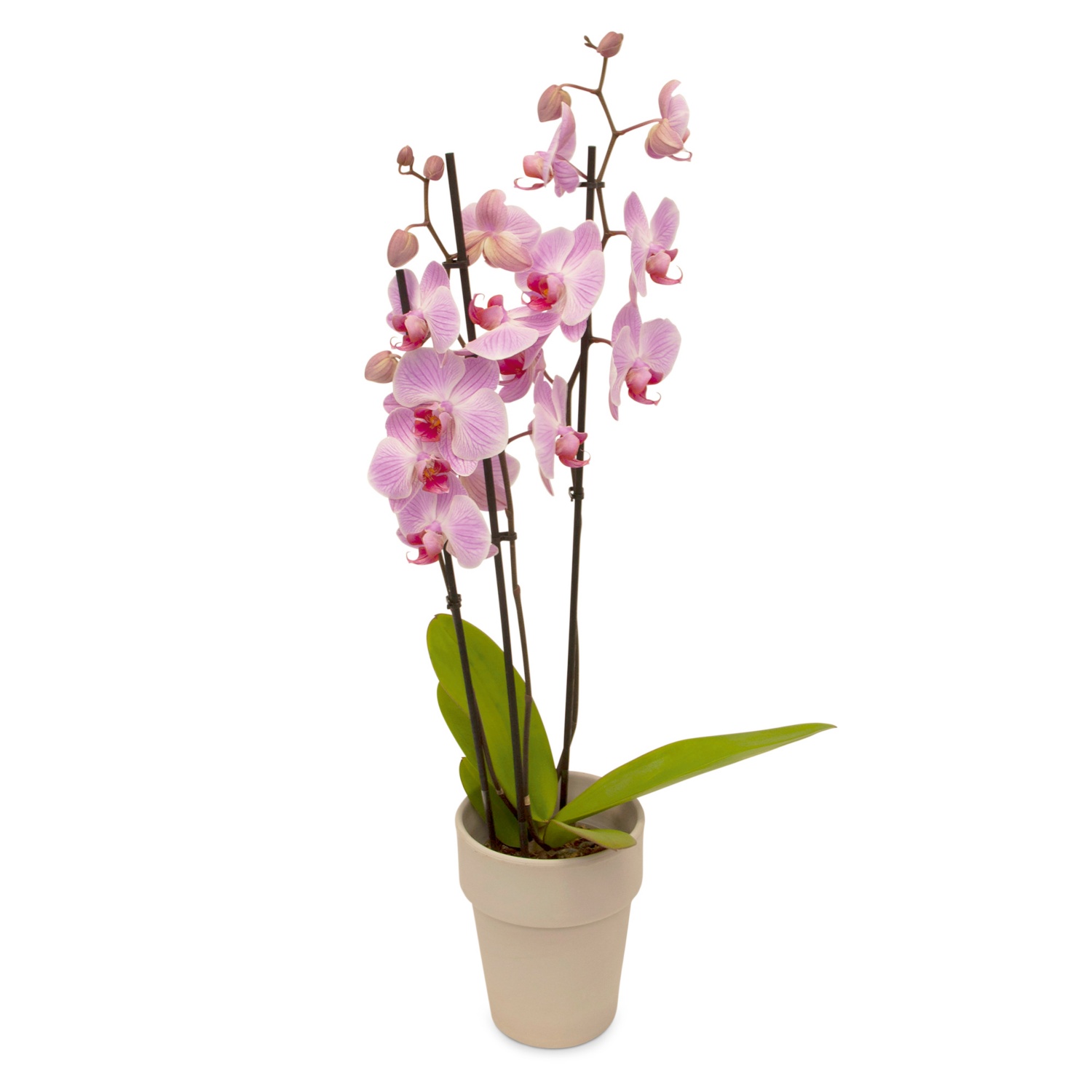 Orchidee 3-Trieber im Übertopf