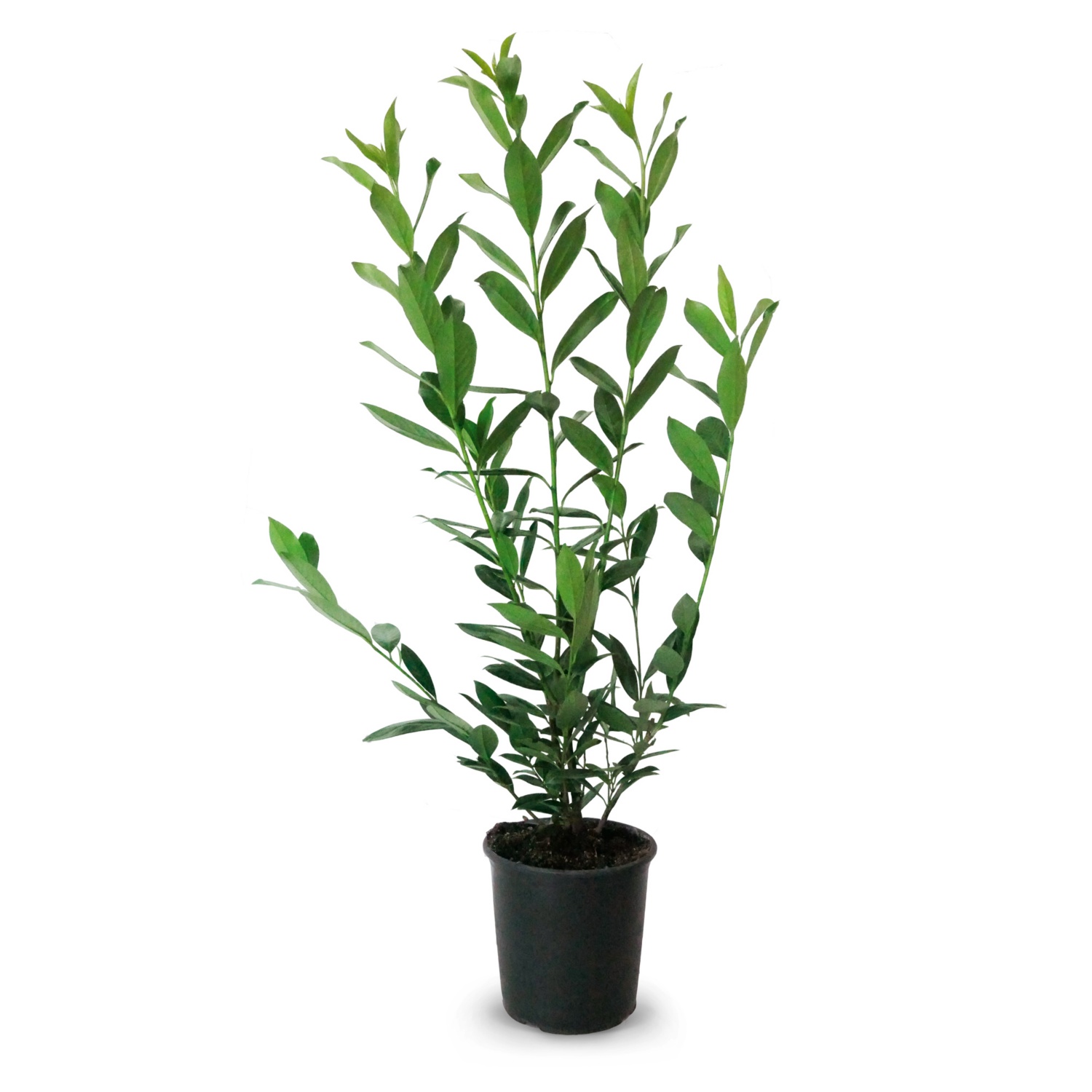 Kirschlorbeer 120 cm, Novita HOFER