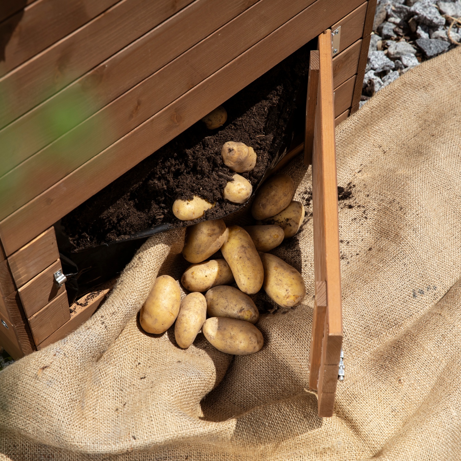 Le 4 migliori varietà di patate da semina: le proposte di