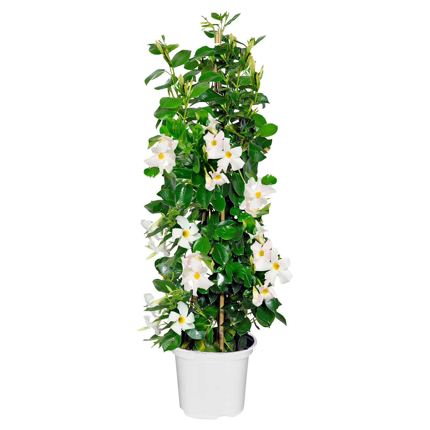 Angebot Aldi Süd GARDENLINE Dipladenia Pyramide Aldi