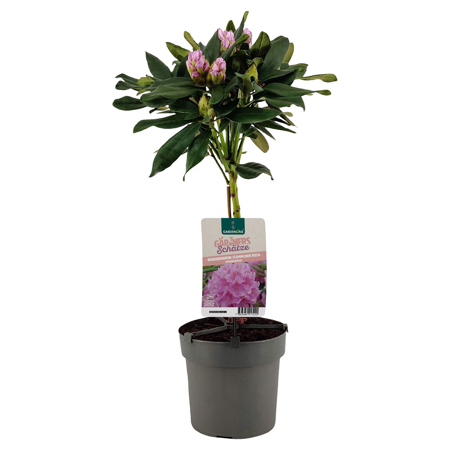 GARDENLINE Rhododendron-Stämmchen