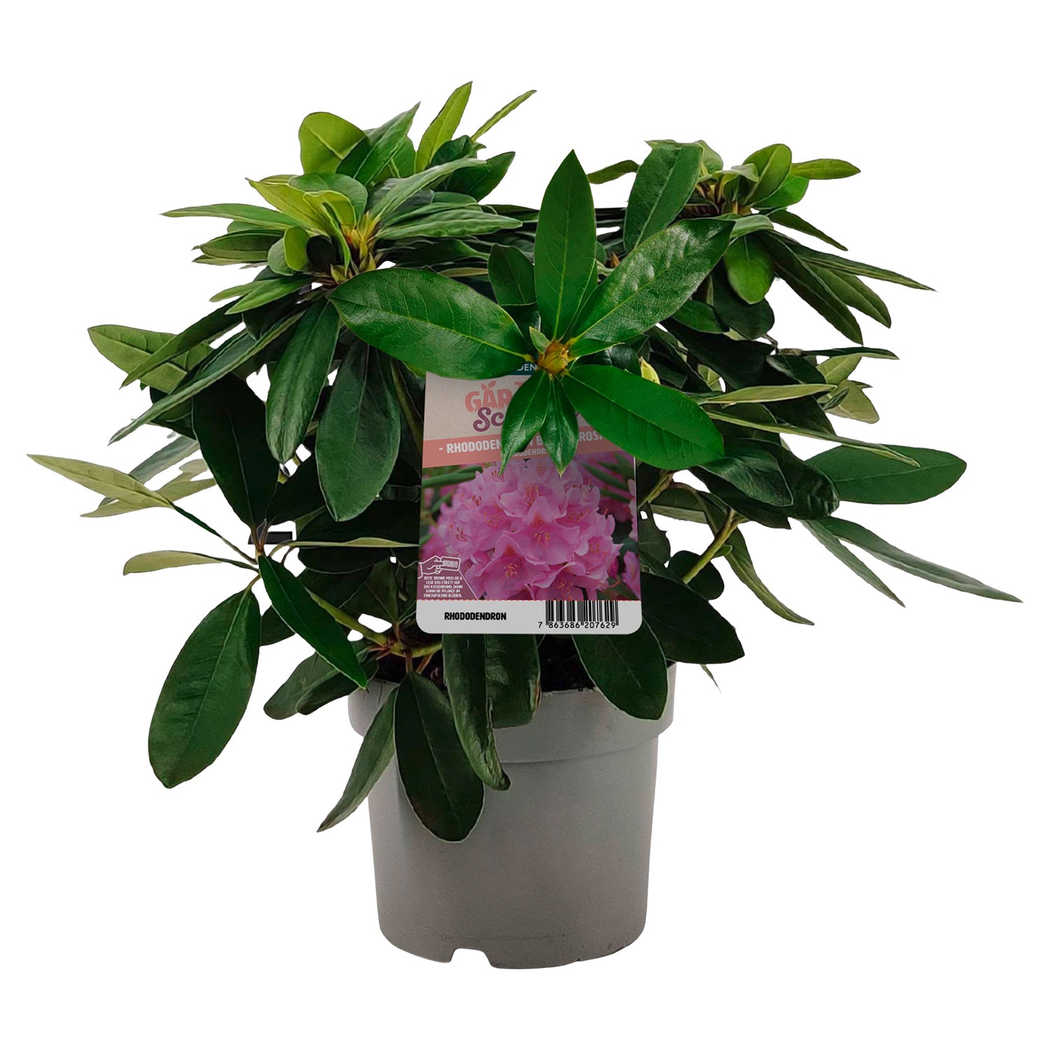 GARDENLINE Rhododendron-Busch