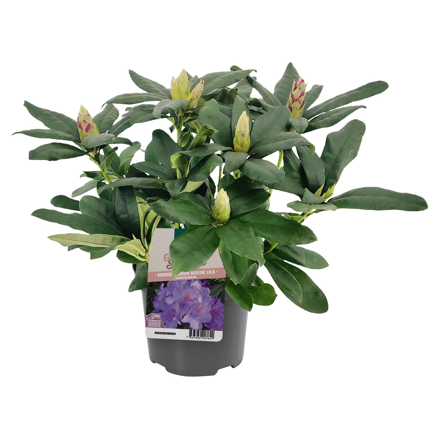 GARDENLINE Rhododendron-Busch