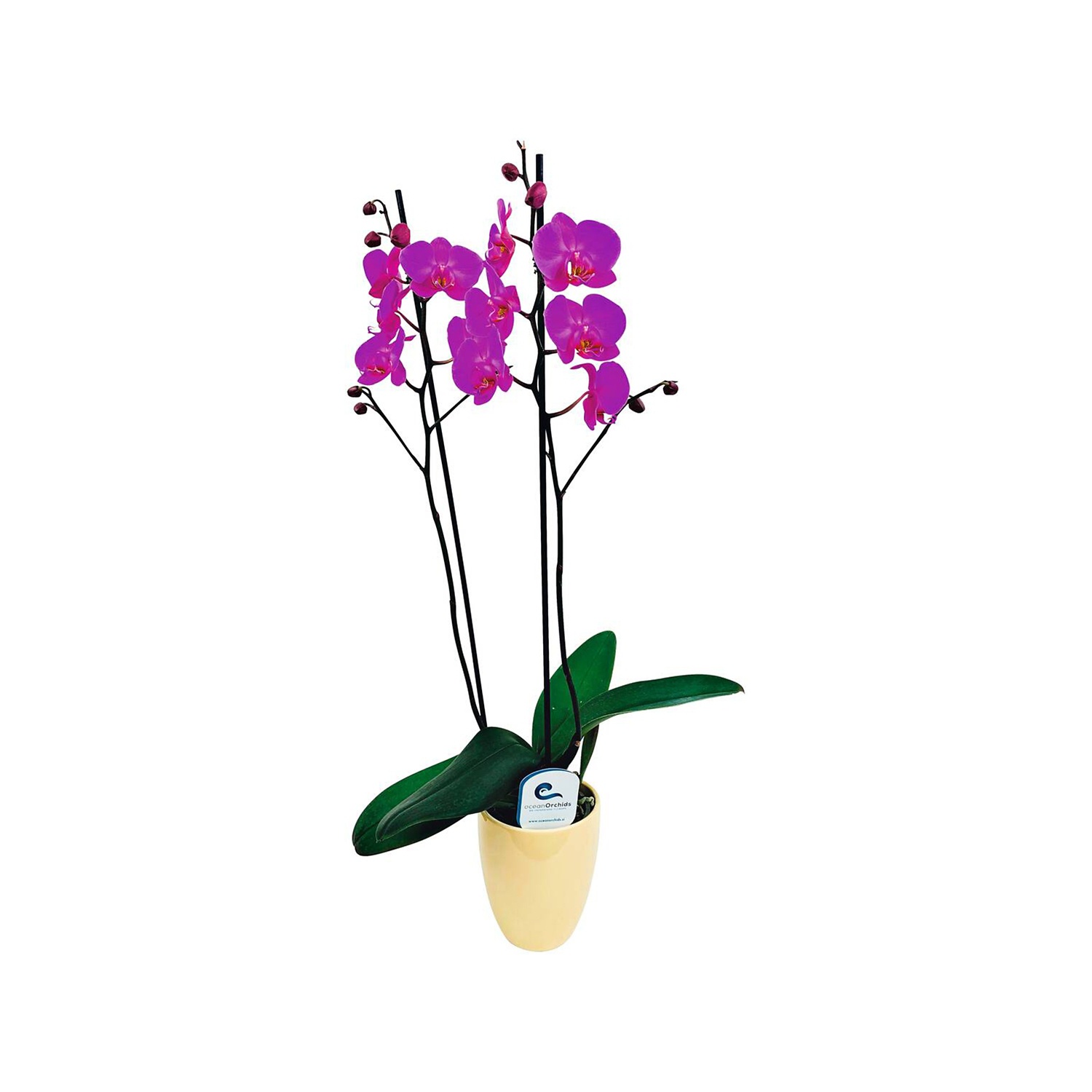 Orchidea 2 steli