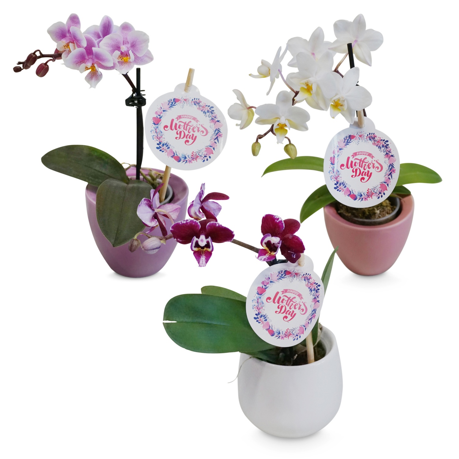 Mini-Orchidee Muttertag