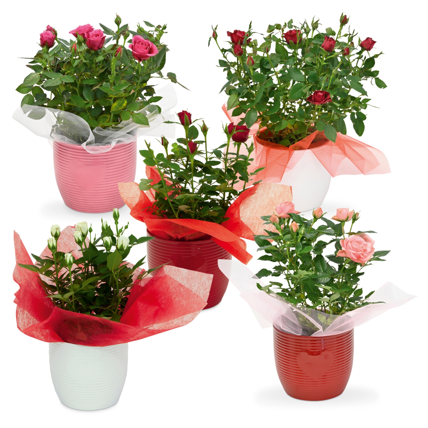 Rose im exklusiven Topf