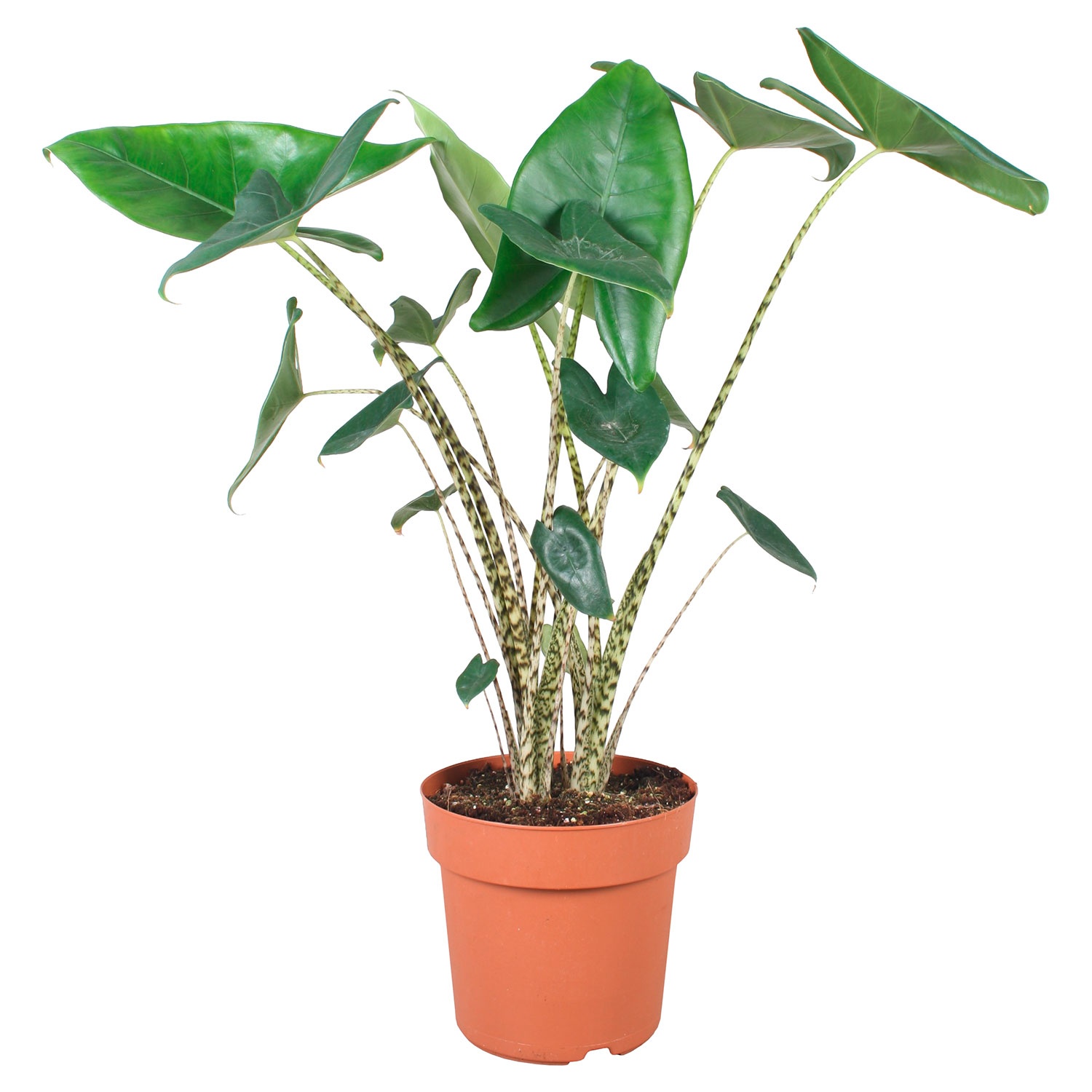 GARDENLINE Lufterfrischer-Pflanze