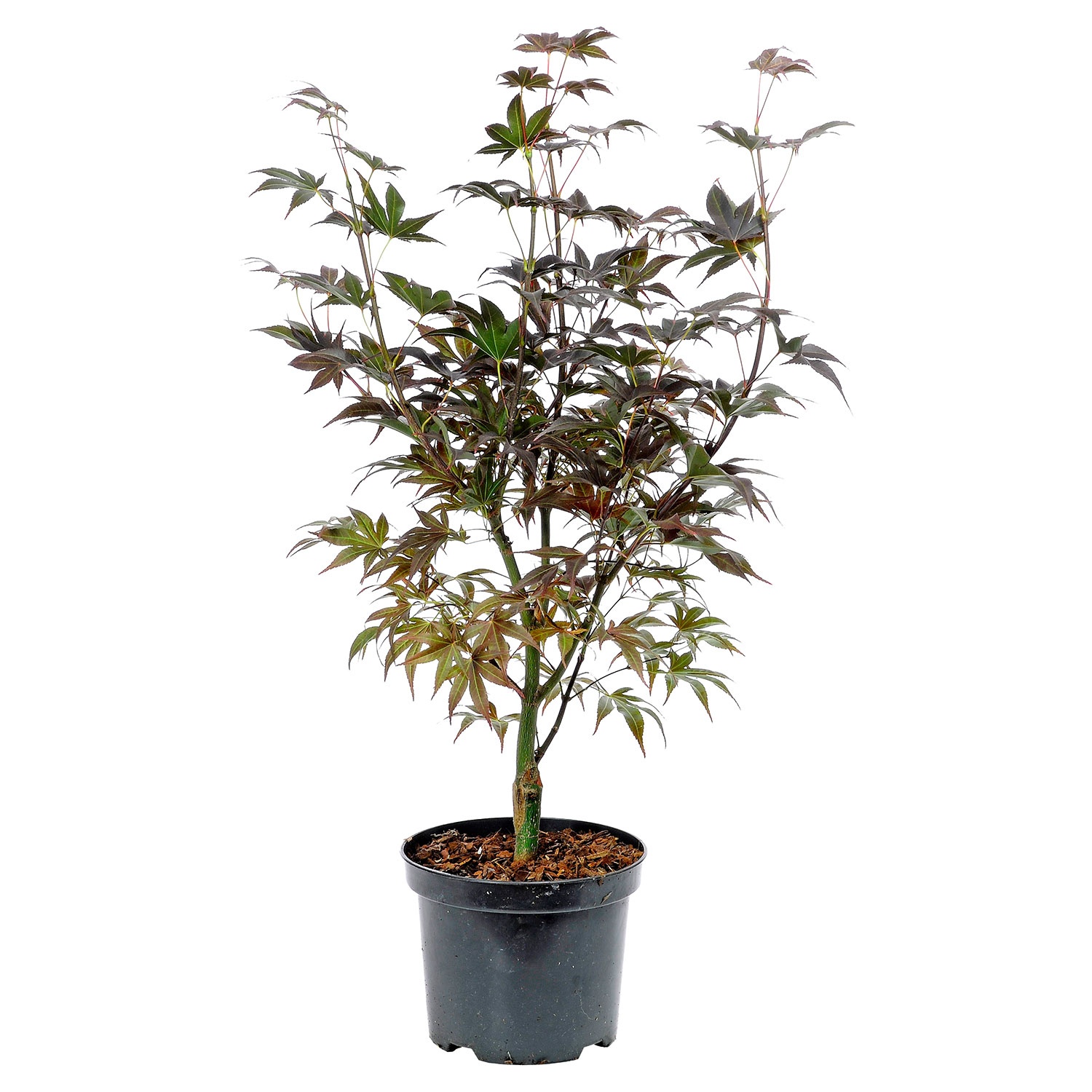 GARDENLINE AhornStrauch ALDI SÜD