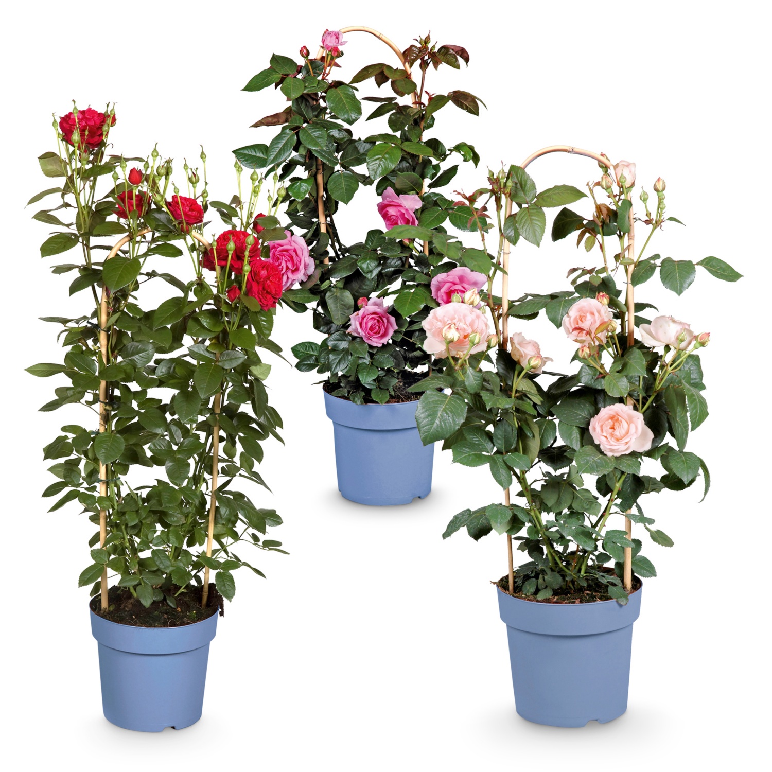 Duftrose